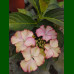 Hydrangea macrophylla Tiffany Pink - Hortenzija baštenska Tiffany Pink