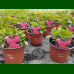 Hydrangea macrophylla Hot Red - Hortenzija Hot Red