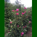 Magnolia Pink Pyramid - Magnolija Pink Pyramid