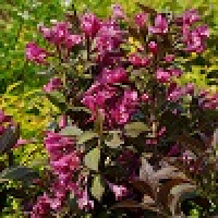 Weigela Florida Minor Black - Vajgela Minor Black