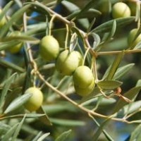 Olea europea - Maslina drvo