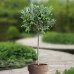 Olea europea - Maslina drvo