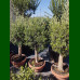 Olea europea - Maslina drvo