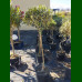 Olea europea - Maslina drvo