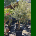 Olea europea - Maslina drvo