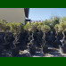 Olea europea - Maslina drvo
