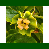 Diospyros kaki Tipo - Kaki - Japanska jabuka Tipo