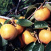 Diospyros kaki Tipo - Kaki - Japanska jabuka Tipo