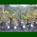 Magnolia grandiflora Little Gem - Magnolija zimzelena Little Gem