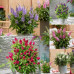 Buddleja davidii Butterfly Candy Little - Patuljasti letnji jorgovan Butterfly Candy Little