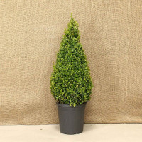 Buxus - Šimšir stubasti