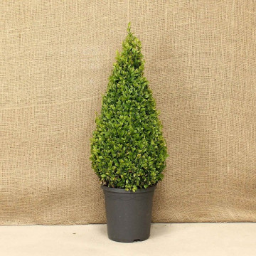 Buxus - Šimšir stubasti