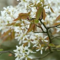 Amelancier lamarckii - Snežna borovnica