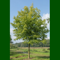 Acer negundo - Jasenolisni javor