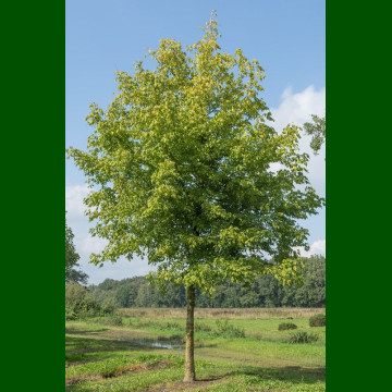 Acer negundo - Jasenolisni javor