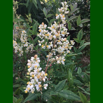 Nandina domestica