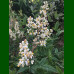 Nandina domestica - Nandina
