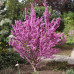 Cercis chinensis Avondale - Judino drvo Avondale