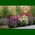 Buddleja davidii Butterfly Candy Little - Patuljasti letnji jorgovan Butterfly Candy Little