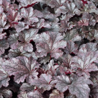 Heuchera Pudding Plum - Hojhera Pudding Plum