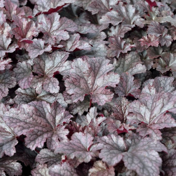 Heuchera Pudding Plum - Hojhera Pudding Plum