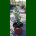 Olea europaea Cipressino - Maslina drvo Cipressino