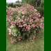 Spirea japonica Genpei - Japanska spirea Genpei