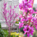 Cercis chinensis Avondale - Judino drvo Avondale