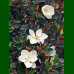 Magnolia grandiflora Little Gem - Magnolija zimzelena Little Gem