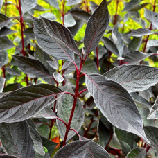 Cornus alba Nightfall - Dren Nightfall