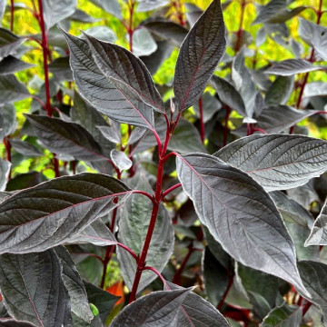 Cornus alba Nightfall - Dren Nightfall