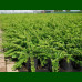 Lonicera nitida Maigrün - Zimzelena lonicera Maigrün
