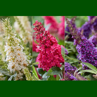 Buddleja davidii Butterfly Candy Little - Patuljasti letnji jorgovan Butterfly Candy Little