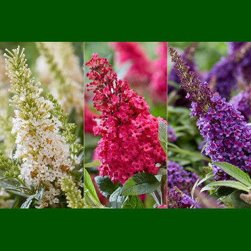 Buddleja davidii Butterfly Candy Little - Patuljasti letnji jorgovan Butterfly Candy Little