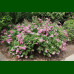 Spirea japonica Little Princess - Japanska spirea Little Princess