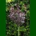 Prunus serrulata Royal Burgundy - Japanska ukrasna trešnja Royal Burgundy