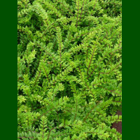 Lonicera nitida Maigrün - Zimzelena lonicera Maigrün