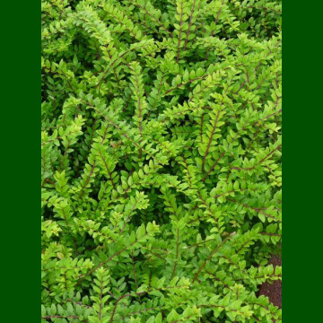 Lonicera nitida Maigrün - Zimzelena lonicera Maigrün