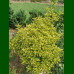Euonymus japonicus Aureomarginatus - Evonimua Aureomarginatus