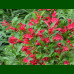 Weigela florida Red Princ - Vejgela Red Princ