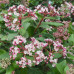 Viburnum tinus - Zimska bangita
