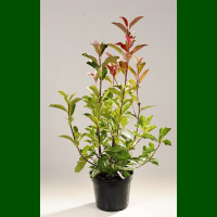 Photinia fraseri Red Select - Fotinija Red Select