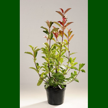 Photinia fraseri Red Select - Fotinija Red Select