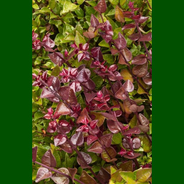 Lonicera nitida Red Tips - Zimzelena lonicera Red Tips
