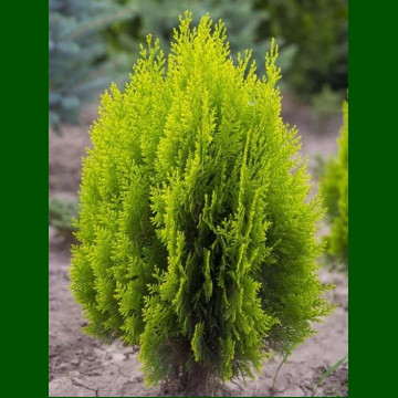 Thuja orientalis Aurea Nana - Istočna tuja Aurea Nana