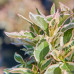 Weigela All Summer Monet - Vejgela All Summer Monet
