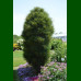 Frangula alnus Ron Williams - Frangula