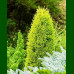 Juniperus communis Gold Cone - Piramidalna kleka Gold Cone