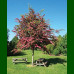 Crataegus laevigata Paul s Carlet - Cvetni glog Paul s Carlet