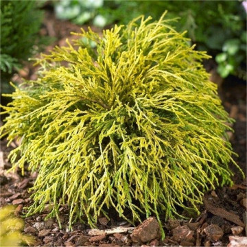 Chamaecyparis pisifera Sungold - Zlatni pačempres Sungold